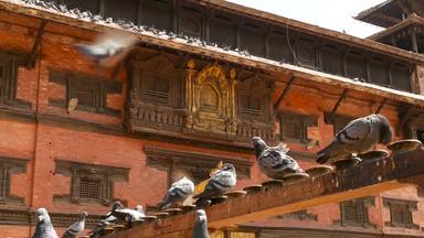 外屋顶美丽的印度教寺庙外体系结构金元素印度教寺庙阳光尼泊尔lalitpur鞣加德满都鸽子坐着前景